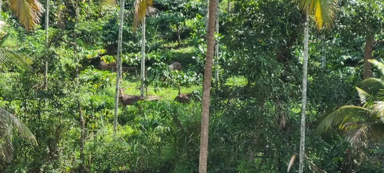 Kalidasa Tree House And Villa, Wayanad Chegat Villa
