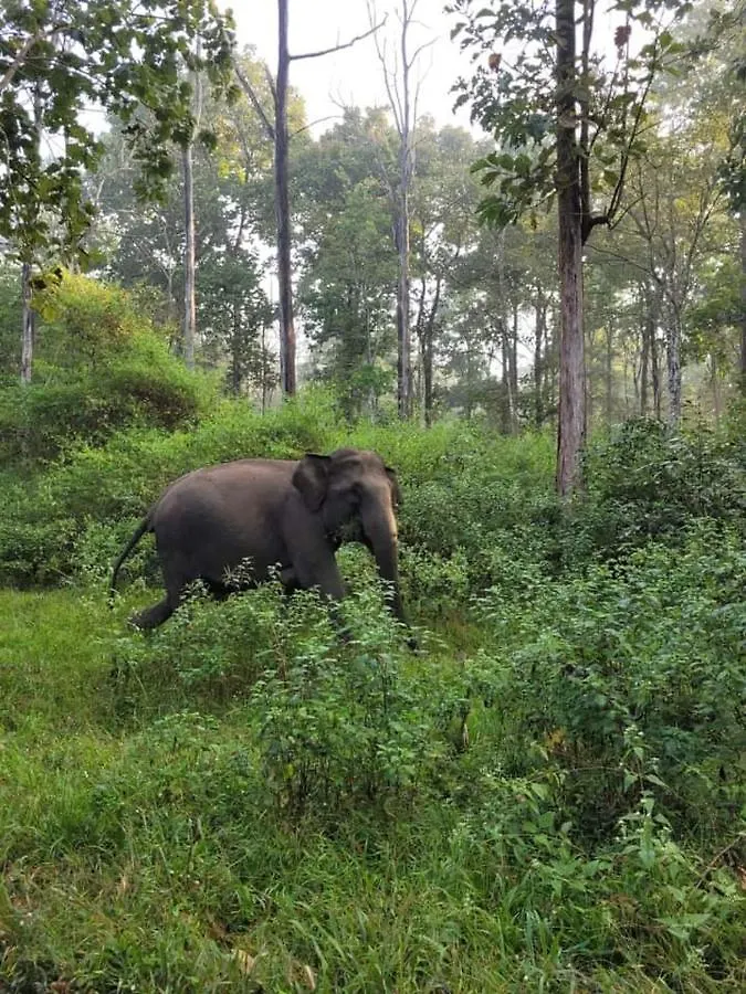 Kalidasa Tree House And Villa, Wayanad Chegat 0*,  India