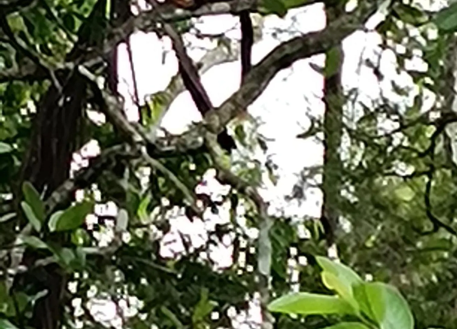 Kalidasa Tree House And Villa, Wayanad Chegat Villa