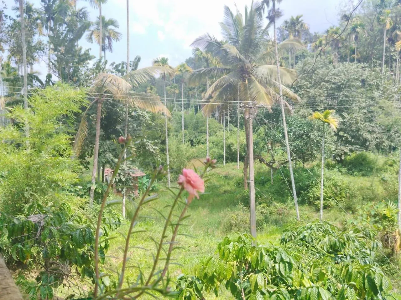 Kalidasa Tree House And Villa, Wayanad Chegat